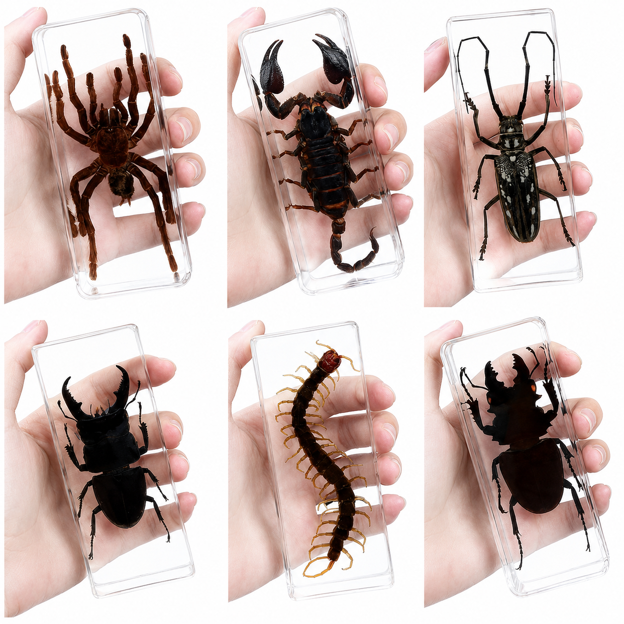 Resin Insect Specimen Paperweight