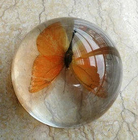 Amber Resin Insect Specimen Paperweight II