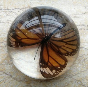 Amber Resin Insect Specimen Paperweight II