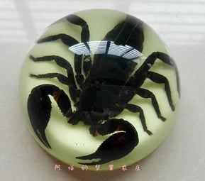 Amber Resin Insect Specimen Paperweight II