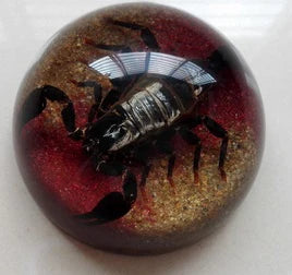Amber Resin Insect Specimen Paperweight II