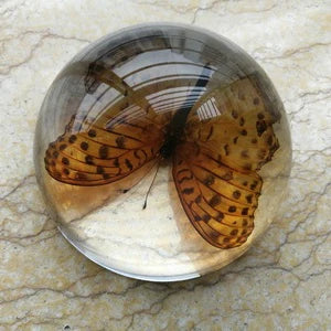 Amber Resin Insect Specimen Paperweight II