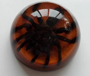 Amber Resin Insect Specimen Paperweight II