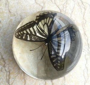 Amber Resin Insect Specimen Paperweight II