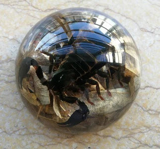 Amber Resin Insect Specimen Paperweight II