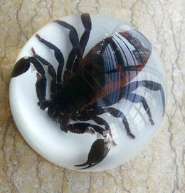 Amber Resin Insect Specimen Paperweight II