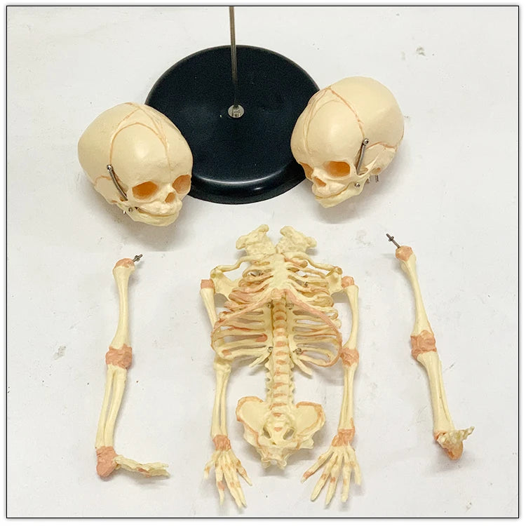 Two-Headed Fetal Skeleton Model