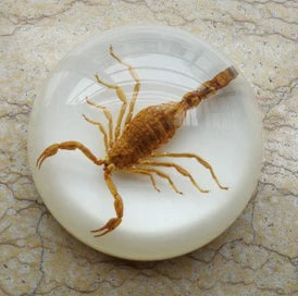 Amber Resin Insect Specimen Paperweight II