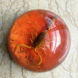 Amber Resin Insect Specimen Paperweight II