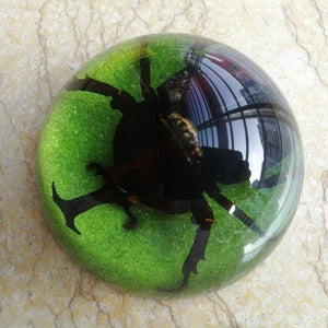 Amber Resin Insect Specimen Paperweight II