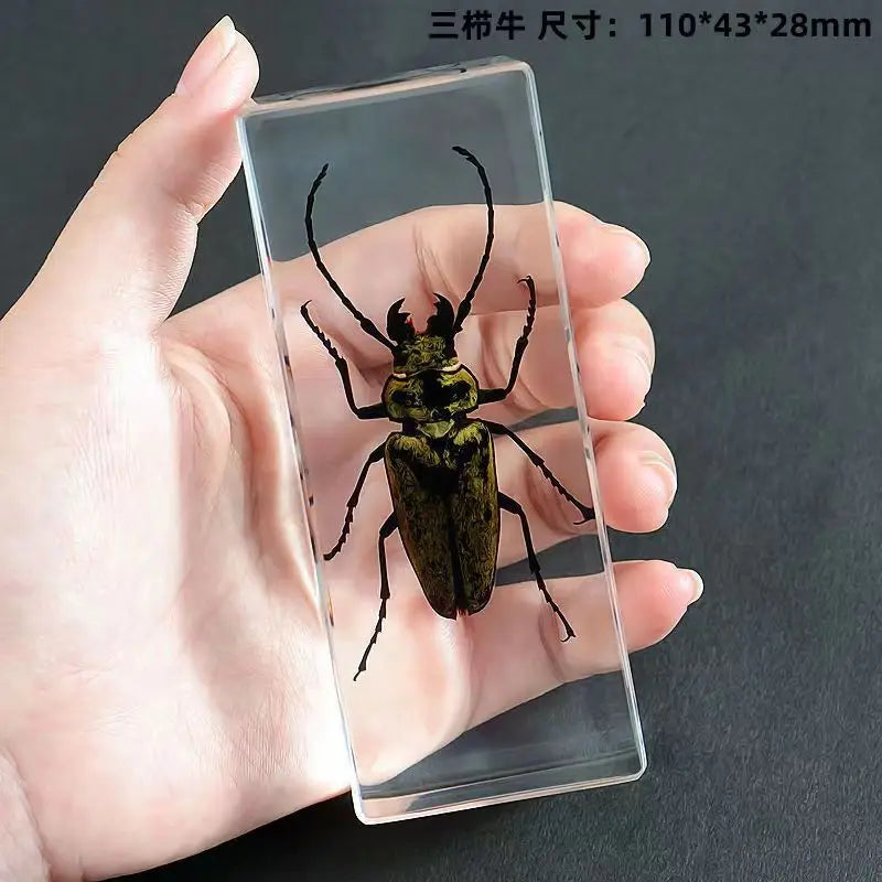 Resin Insect Specimen Paperweight