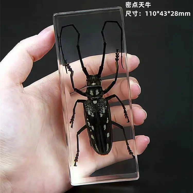 Resin Insect Specimen Paperweight