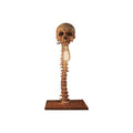 A decorative skull and spine sculpture on a rectangular base, shown with dimension arrows and labels indicating a height of 25 cm (9.8 in) and a base width of 8 cm (3.