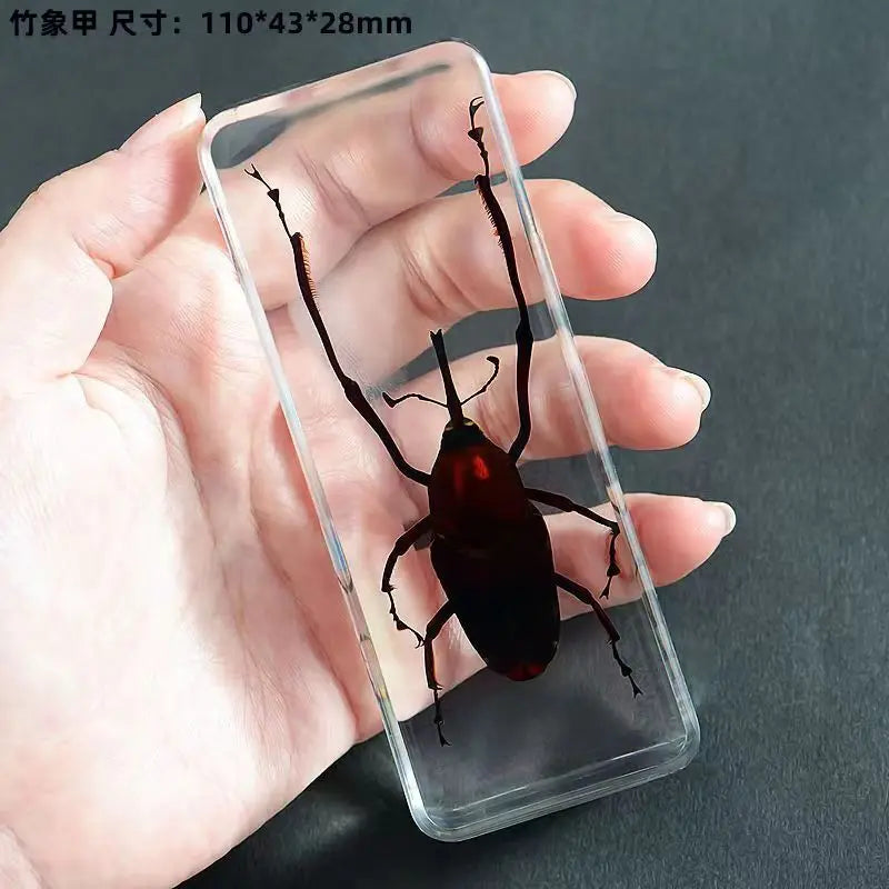 Resin Insect Specimen Paperweight