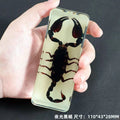 Resin Insect Specimen Paperweight
