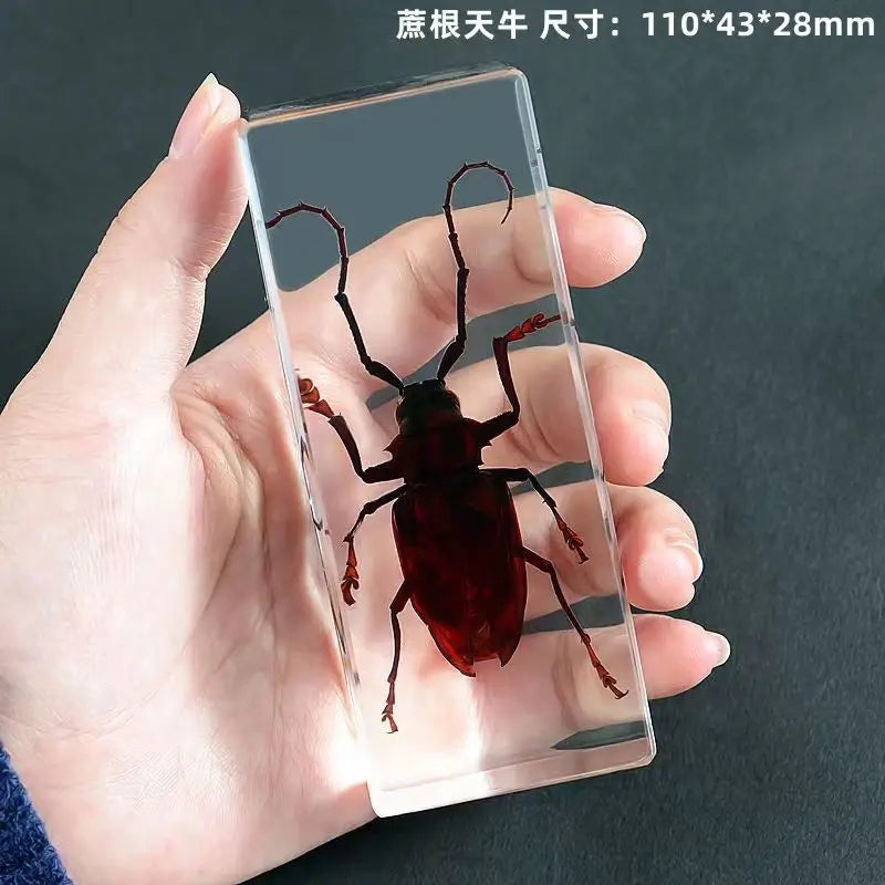 Resin Insect Specimen Paperweight