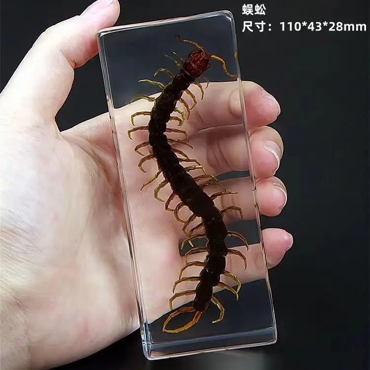 Resin Insect Specimen Paperweight