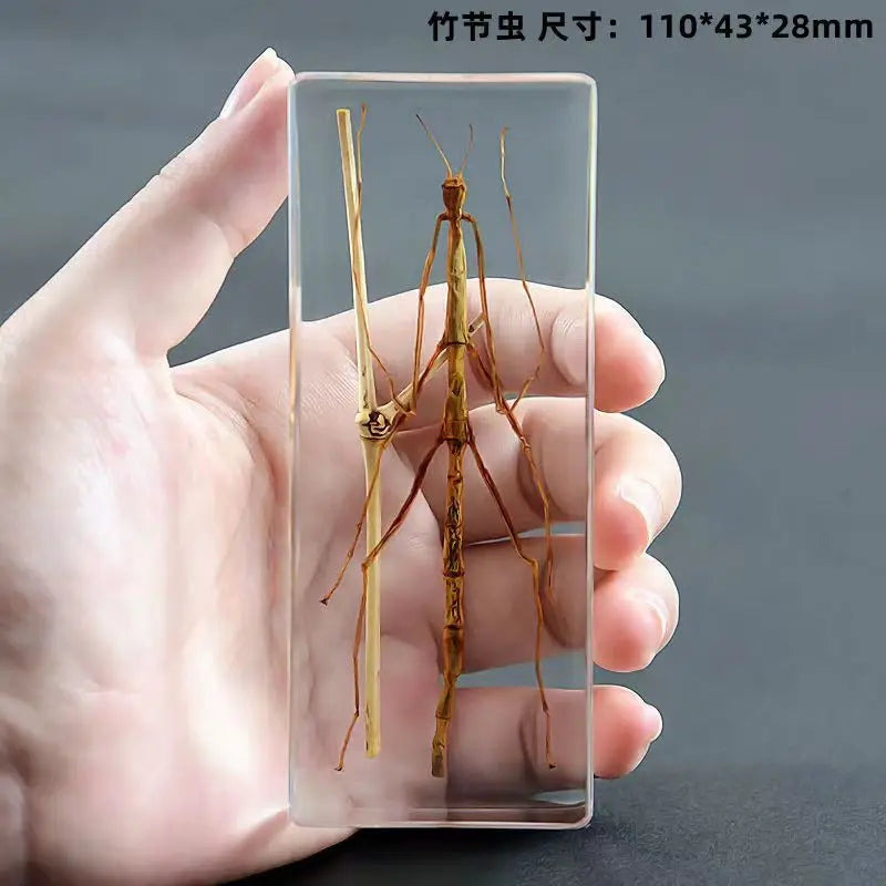 Resin Insect Specimen Paperweight