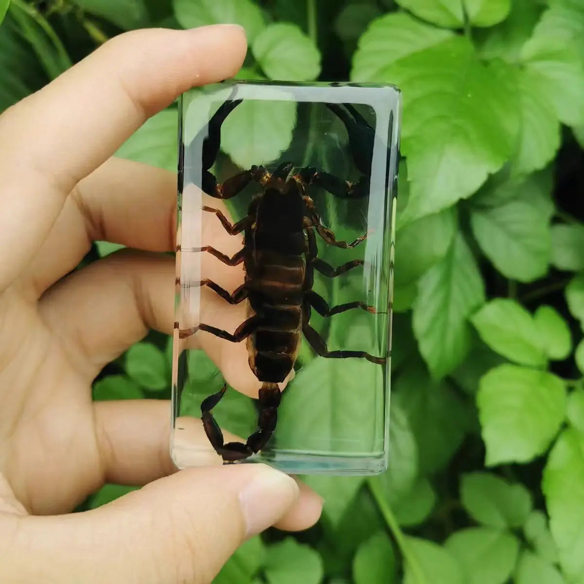 Resin Insect Specimen Paperweight