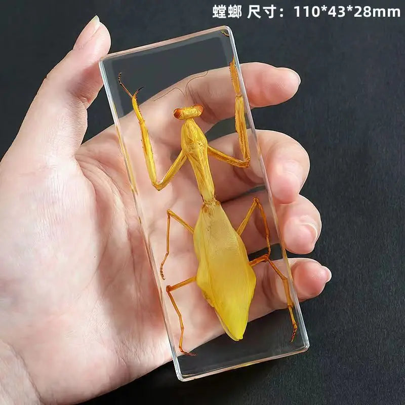 Resin Insect Specimen Paperweight