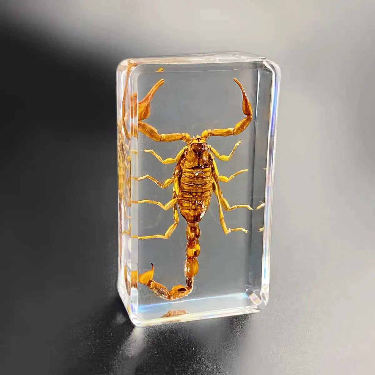 Resin Insect Specimen Paperweight