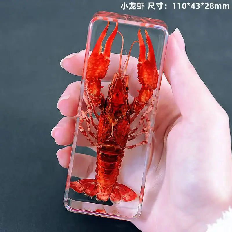 Resin Insect Specimen Paperweight