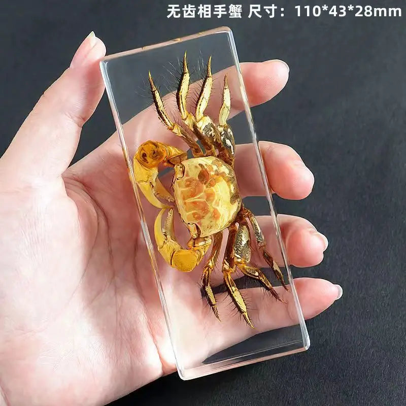 Resin Insect Specimen Paperweight