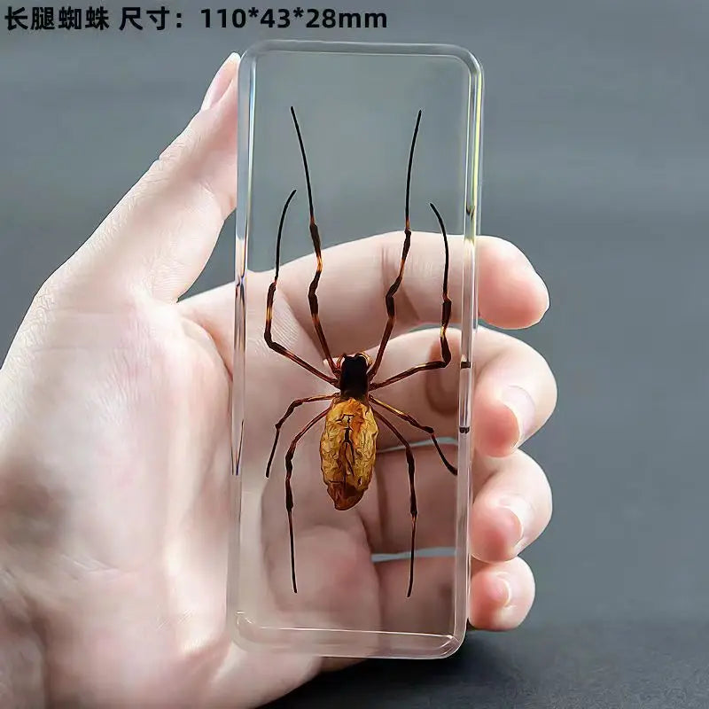 Resin Insect Specimen Paperweight
