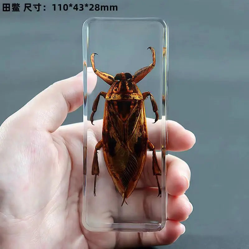 Resin Insect Specimen Paperweight