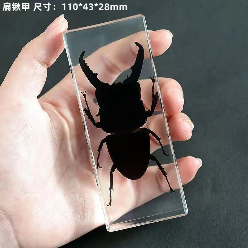 Resin Insect Specimen Paperweight