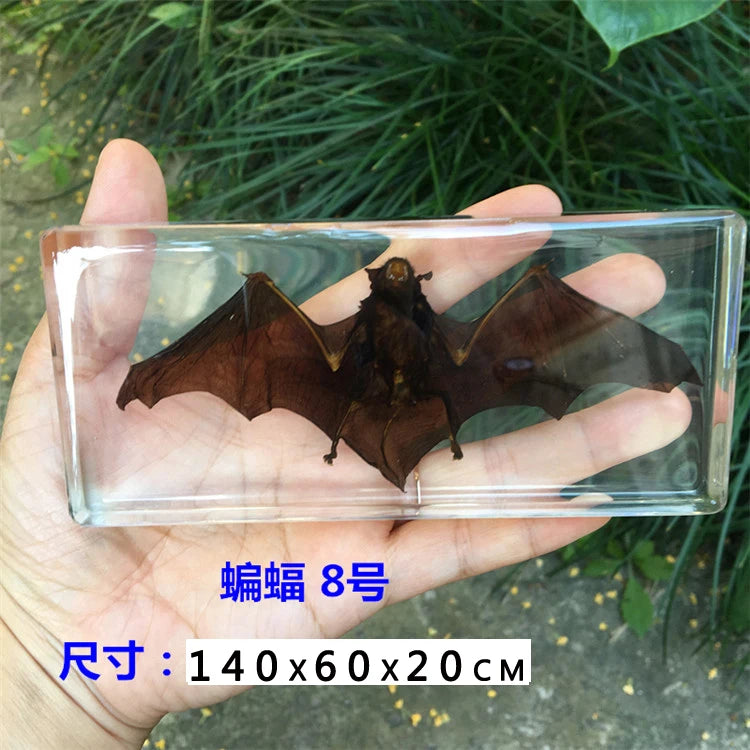 Resin Insect Specimen Paperweight