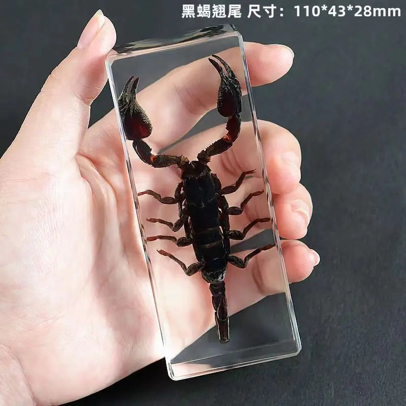 Resin Insect Specimen Paperweight