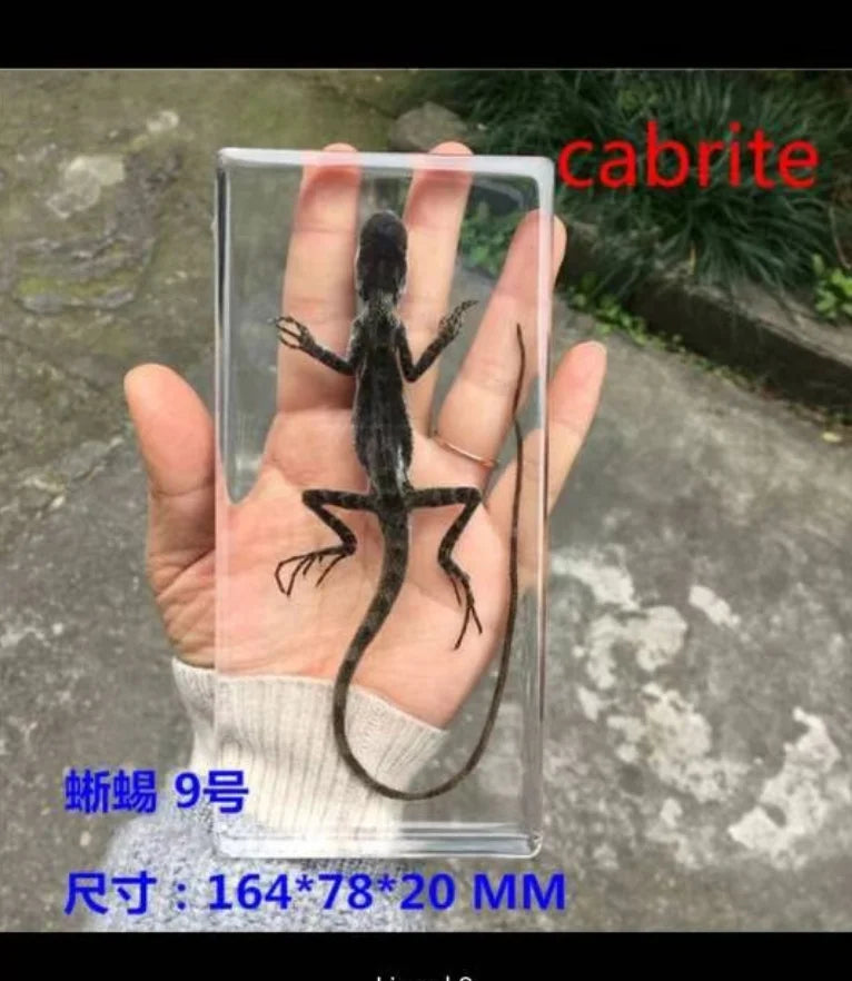 Resin Insect Specimen Paperweight