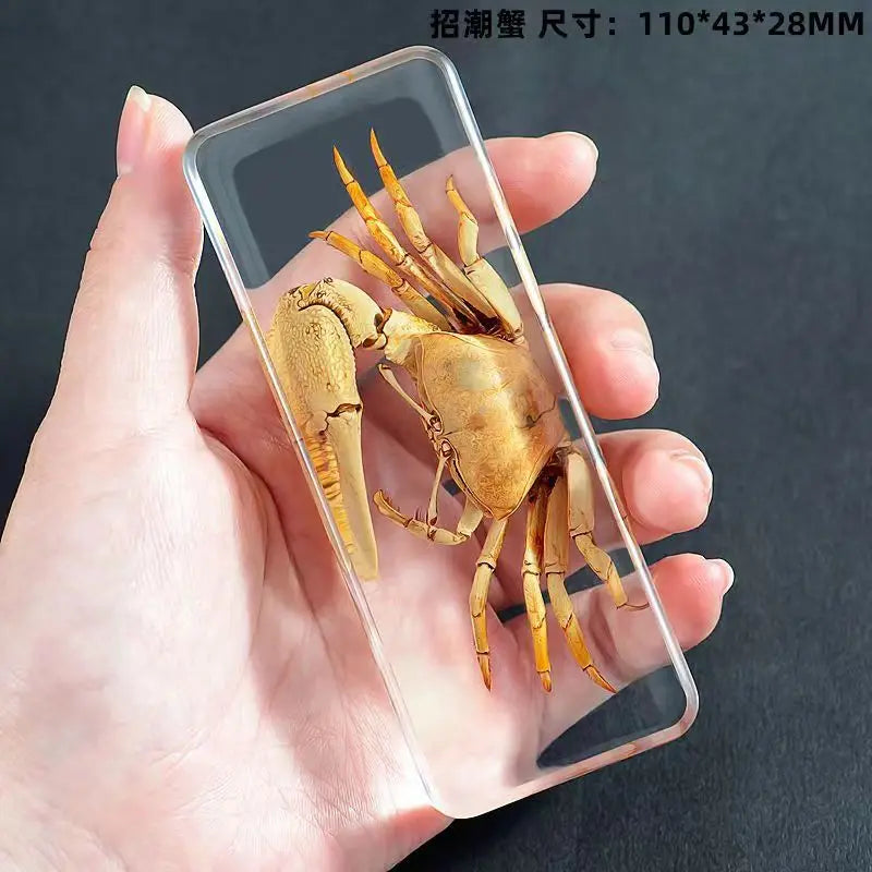 Resin Insect Specimen Paperweight