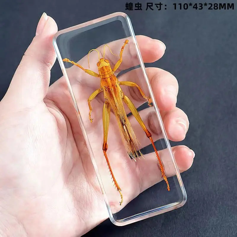 Resin Insect Specimen Paperweight