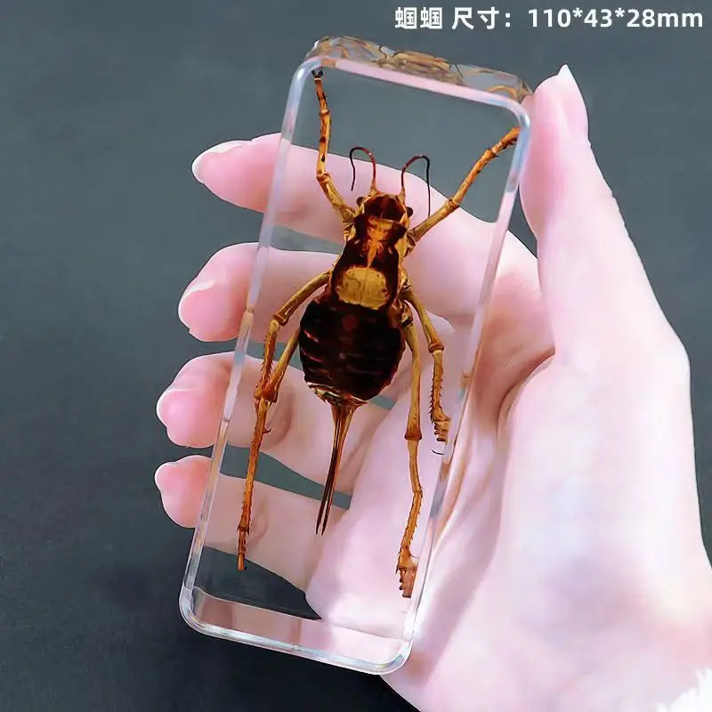 Resin Insect Specimen Paperweight