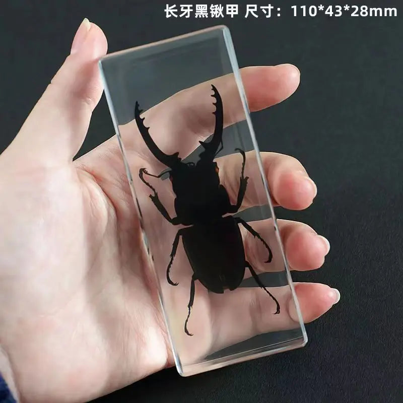 Resin Insect Specimen Paperweight